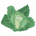 Кочан зеленой капусты - картинка №10130