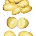 Картошка разрезанная - картинка №9801