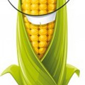 Кукуруза с усами - картинка №10700
