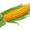 Настоящая кукуруза - картинка №10392