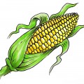 Обычный кукурузный початок - картинка №13770