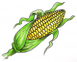 Обычный кукурузный початок - картинка					№13770