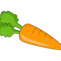 Обычная морковь - картинка №11617