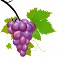 Виноградная веточка - картинка №12994