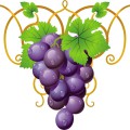 Виноградная лоза с плодами - картинка №10601