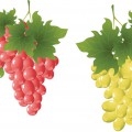 Красный и зеленый виноград - картинка №12146