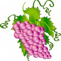 Сиреневый виноград - картинка №13747