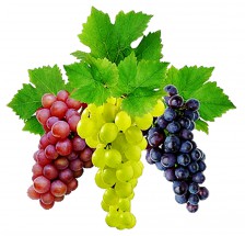 Три сорта винограда - картинка					№12733