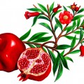 Плоды и цветы граната - картинка №9952