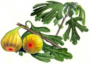 Плоды инжира на дереве - картинка					№11834