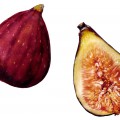 Сочный плод инжира - картинка №10216