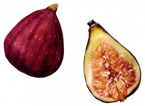 Сочный плод инжира - картинка					№10216