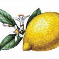 Лимон с цветами - картинка №12773