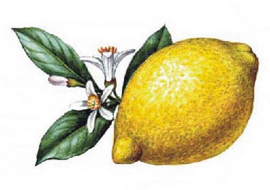 Лимон с цветами - картинка №12773
