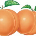 Два спелых персика - картинка №12234