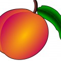 Персик похож на абрикос - картинка №10370