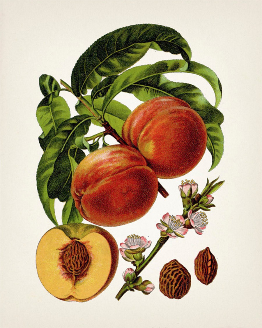 Ботаническая иллюстрация плодовые