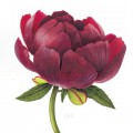 Бордовый цветок пиона - картинка №11591