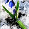 Синие подснежники в мокром снегу - картинка №12548