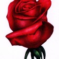 Бутон бордовой розы - картинка №10389