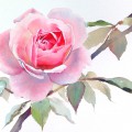 Бутон розовой розы - картинка №11644