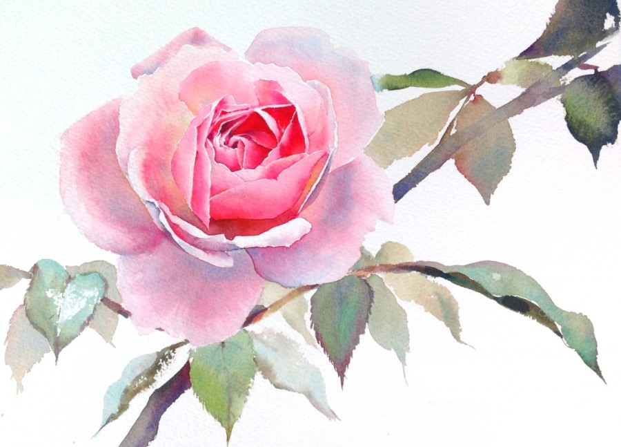 Бутон розовой розы - картинка №11644