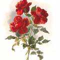 Красные розы - картинка №10772