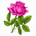 Пунцовая роза - картинка №9528