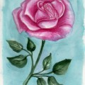Розовая роза на голубом фоне - картинка №13786