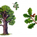 Зеленый дуб - картинка №13597