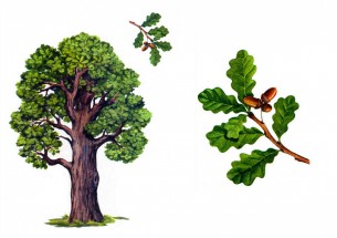 Зеленый дуб - картинка					№13597