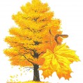 Большой клен с желтыми листьями - картинка №7636