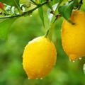 Лимоны на дереве - картинка №7651