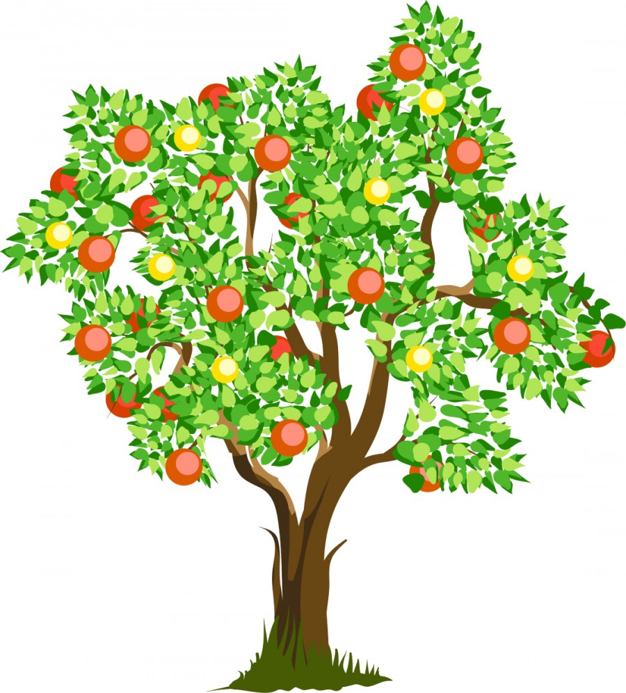Молодая яблоня - картинка №11423