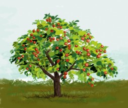 Яблоня в поле - картинка					№9578