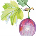 Фиолетовая ягода крыжовника - картинка №13947