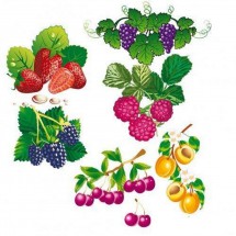 Вкусные ягоды - картинка					№10862