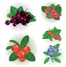 Лесные ягоды - картинка					№11558