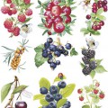 Отечественные ягоды - картинка №11750