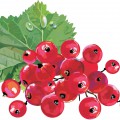Плоды красной смородины - картинка №10982